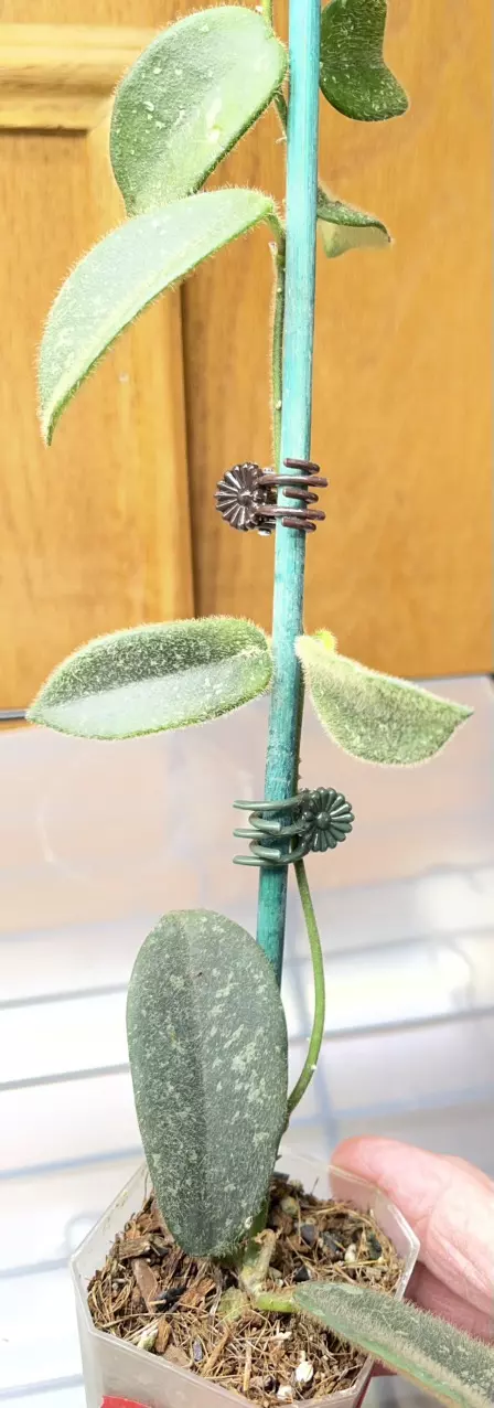 87 Hoya thomsonii Splash thumbnail