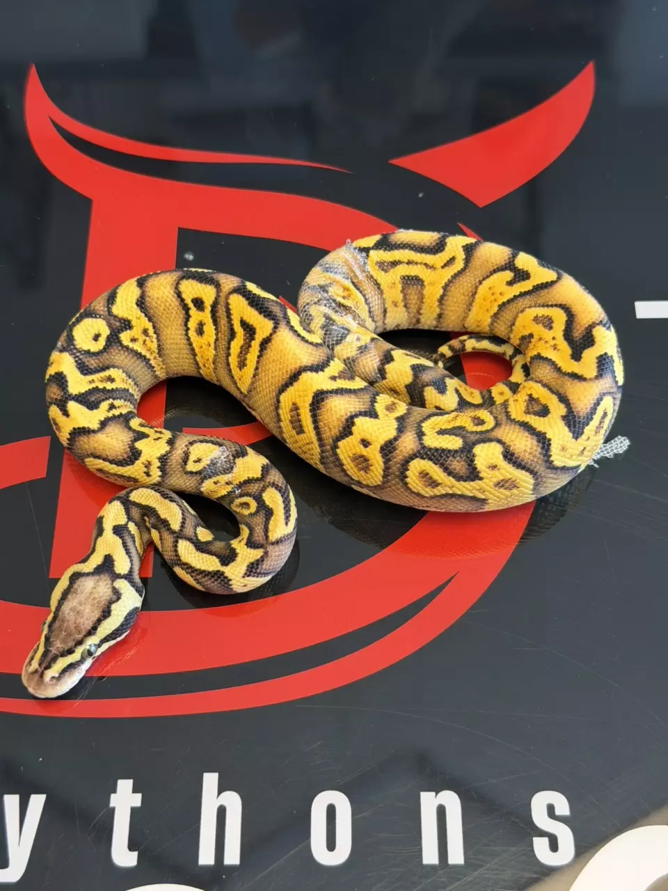 Hurricane Enchi GHI Pastel Yellowbelly Het Clown thumbnail