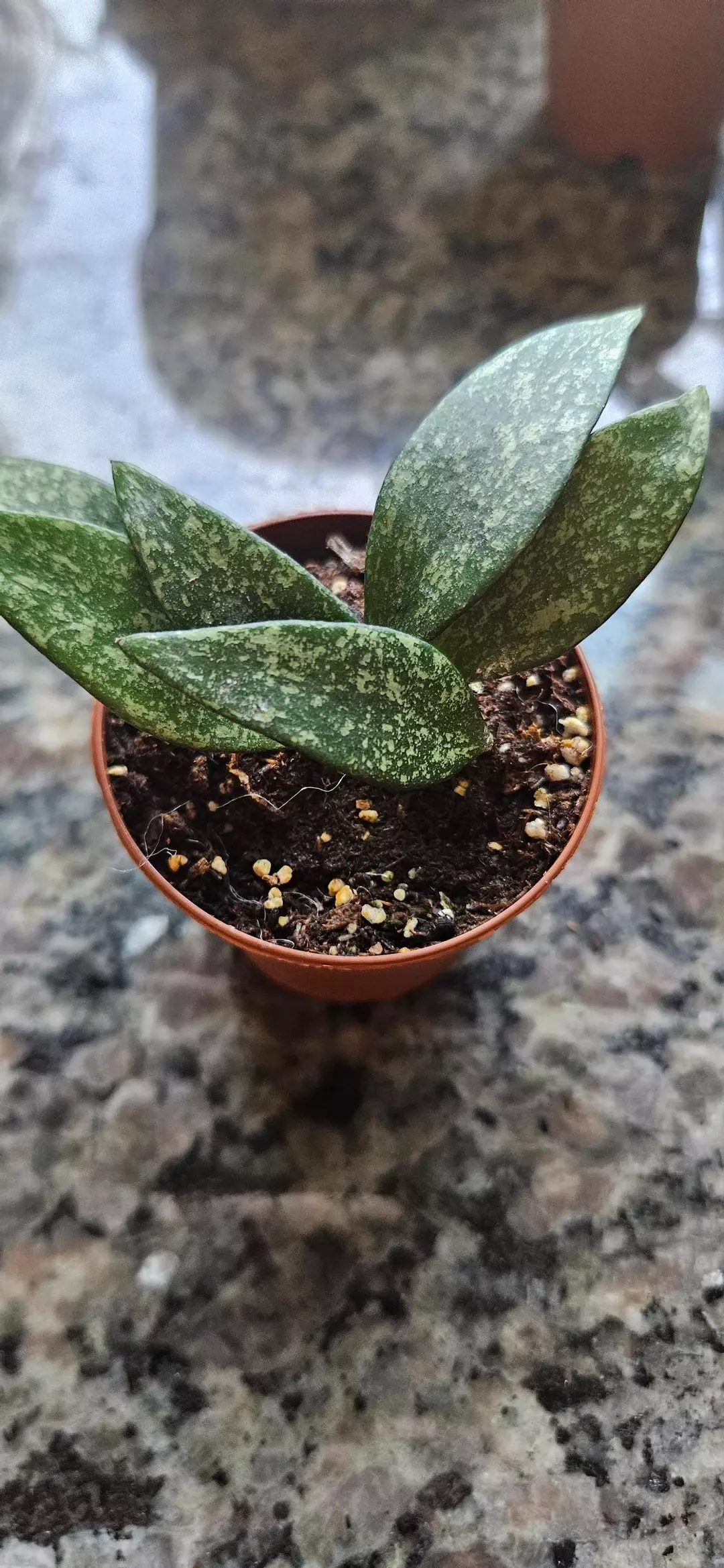 Hoya Parviflora 2in thumbnail