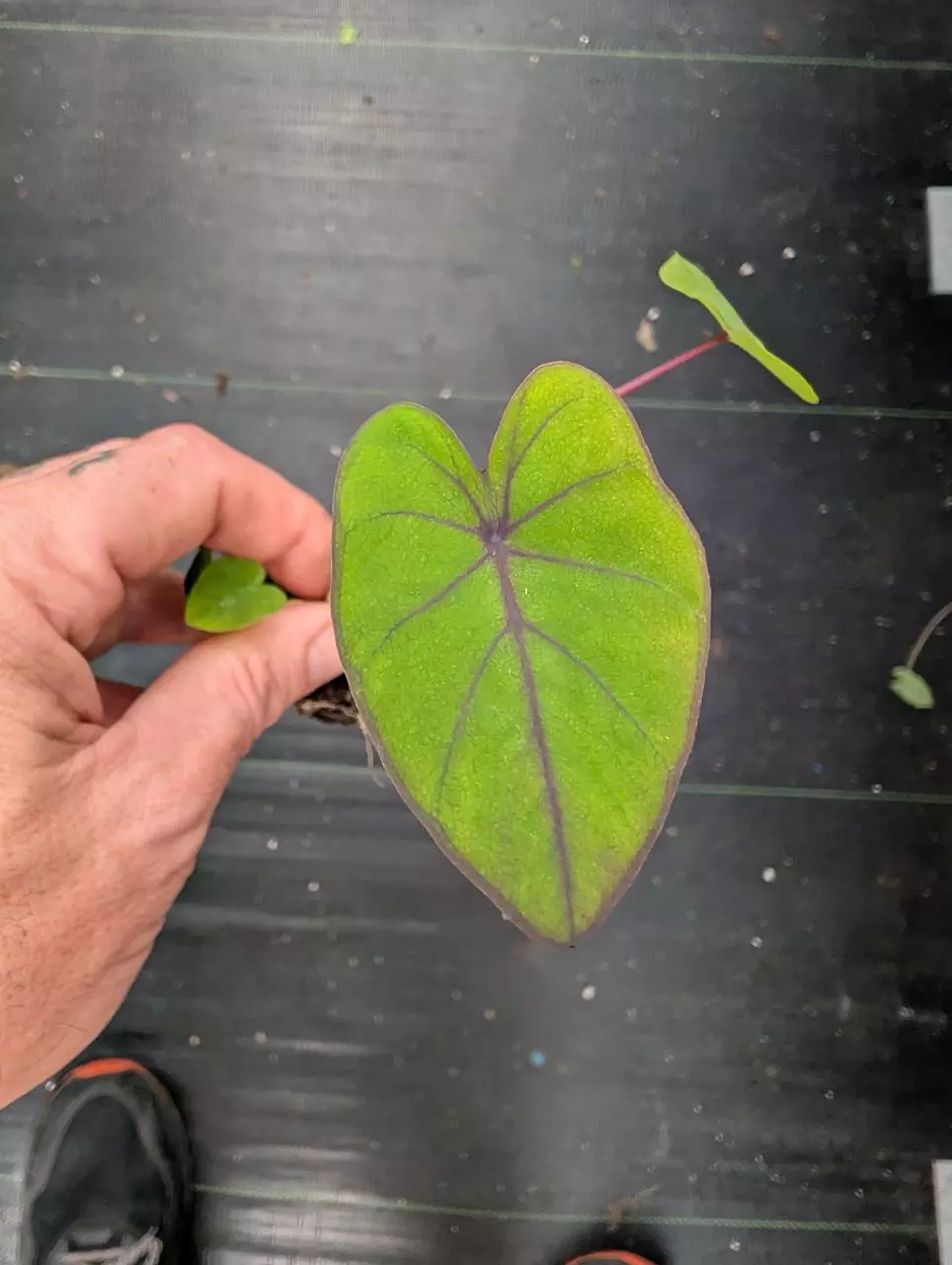 Colocasia Blue Hawaii thumbnail
