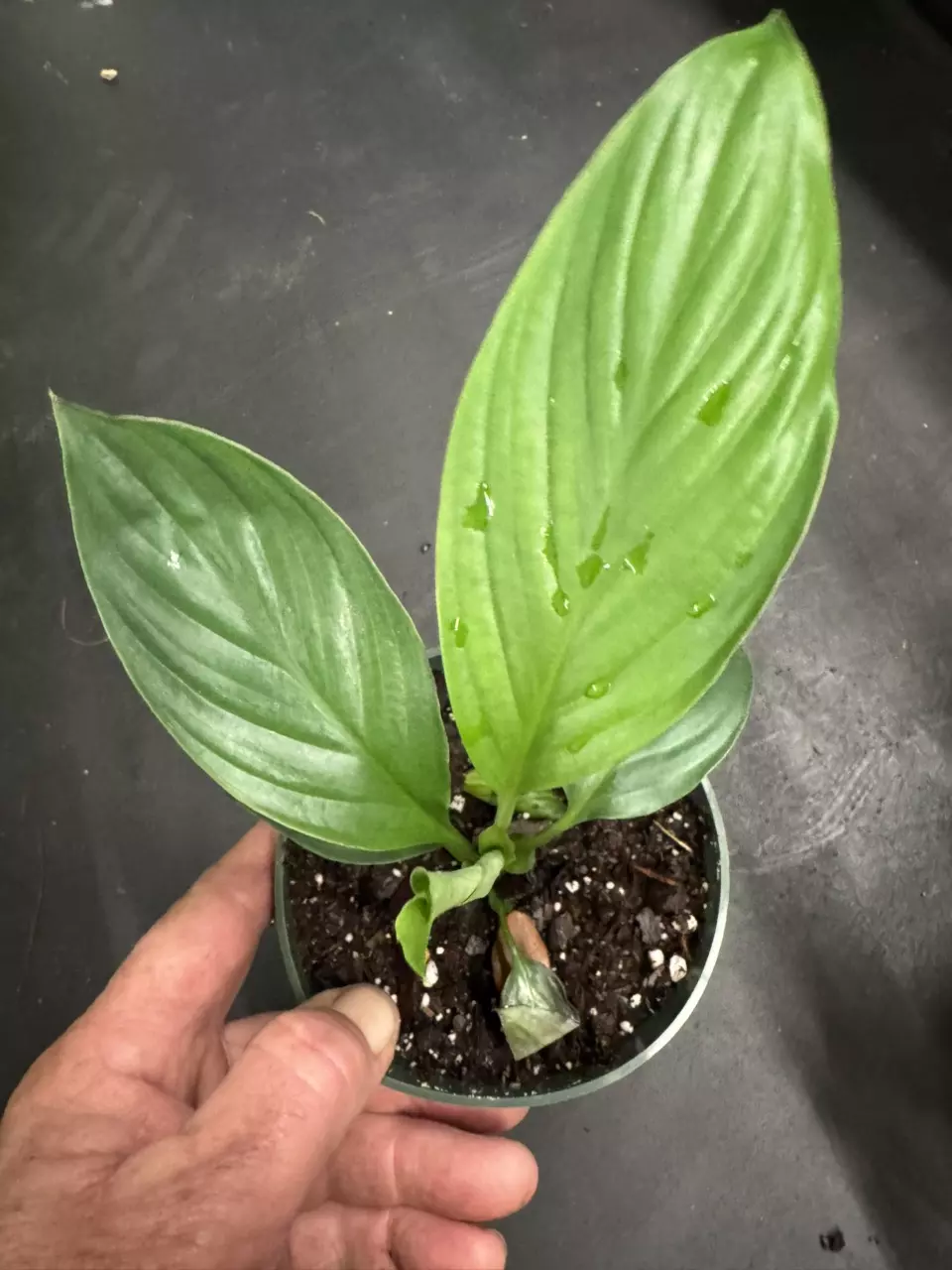 Spathiphyllum Sensation aka Giant Peace Lily thumbnail