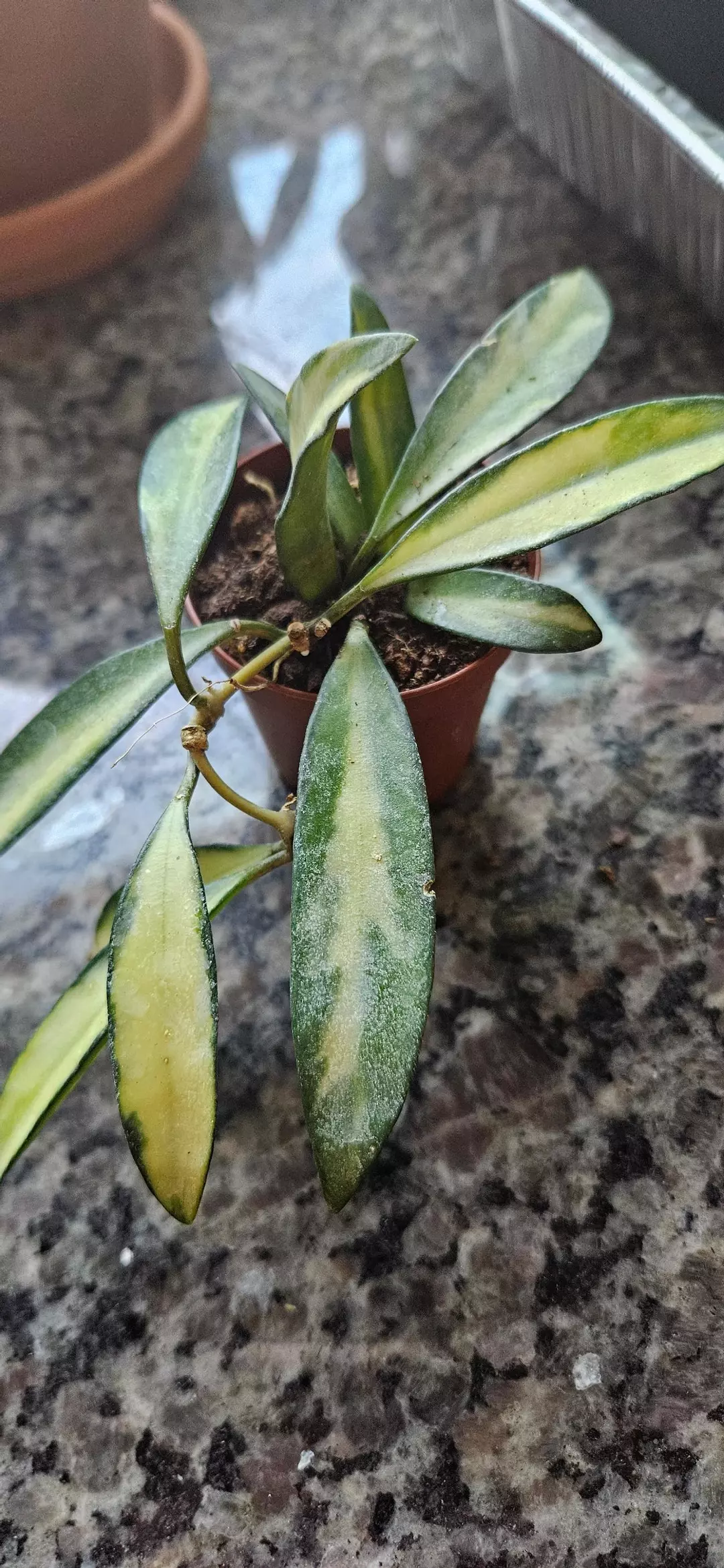 Hoya Wayetii thumbnail