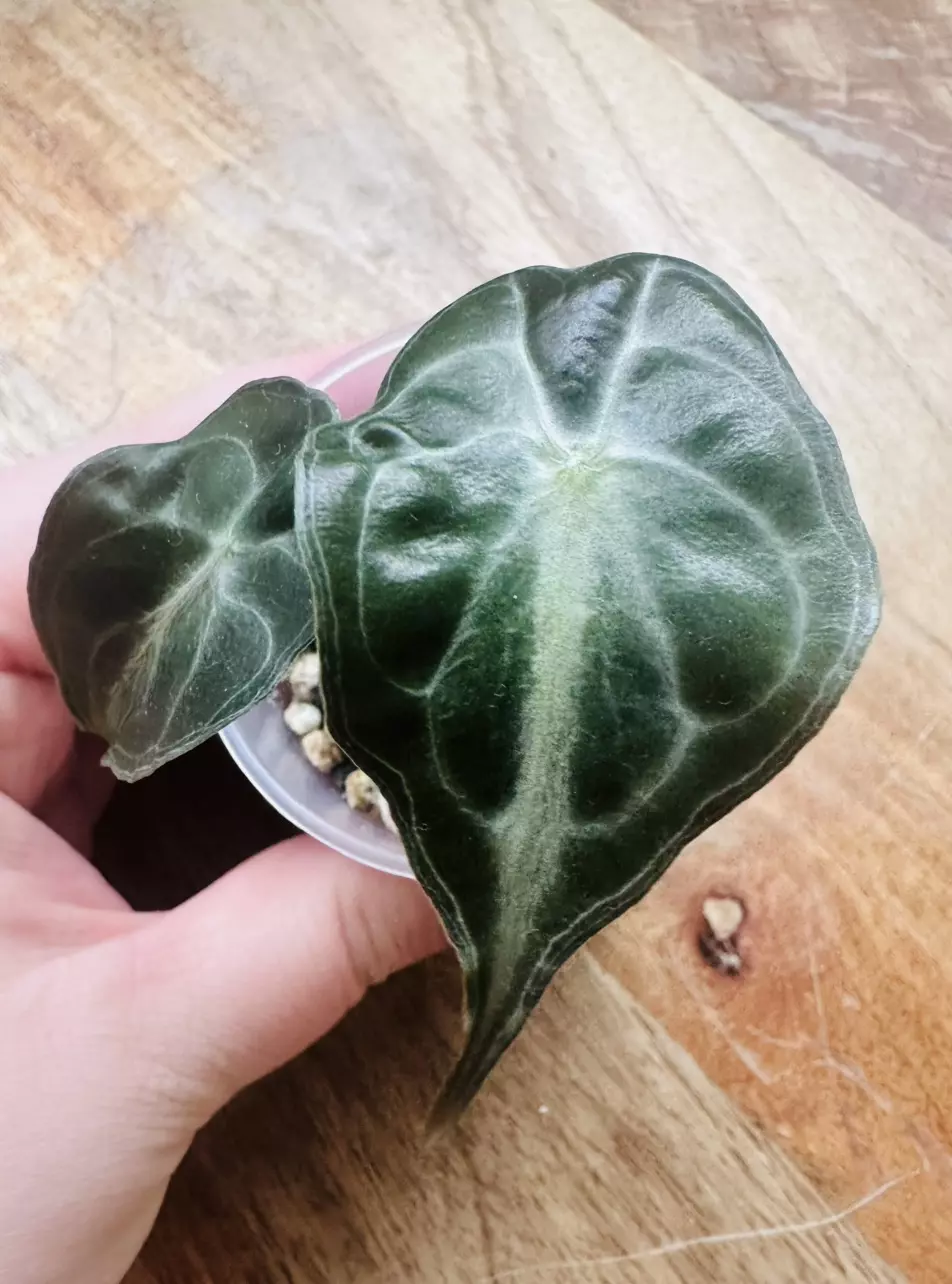 Alocasia Venom Pup thumbnail