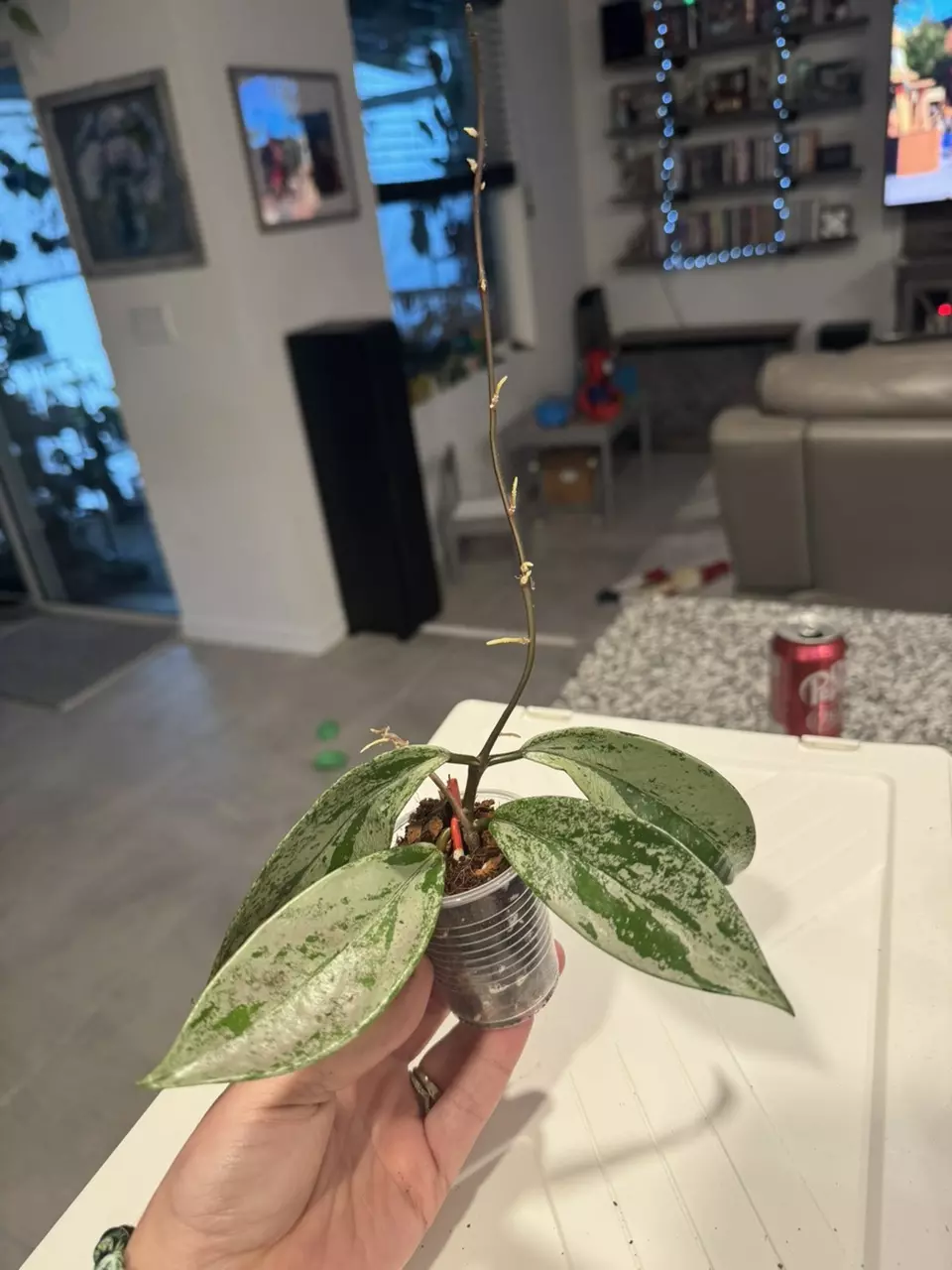 Hoya Publicalyx Silver C thumbnail