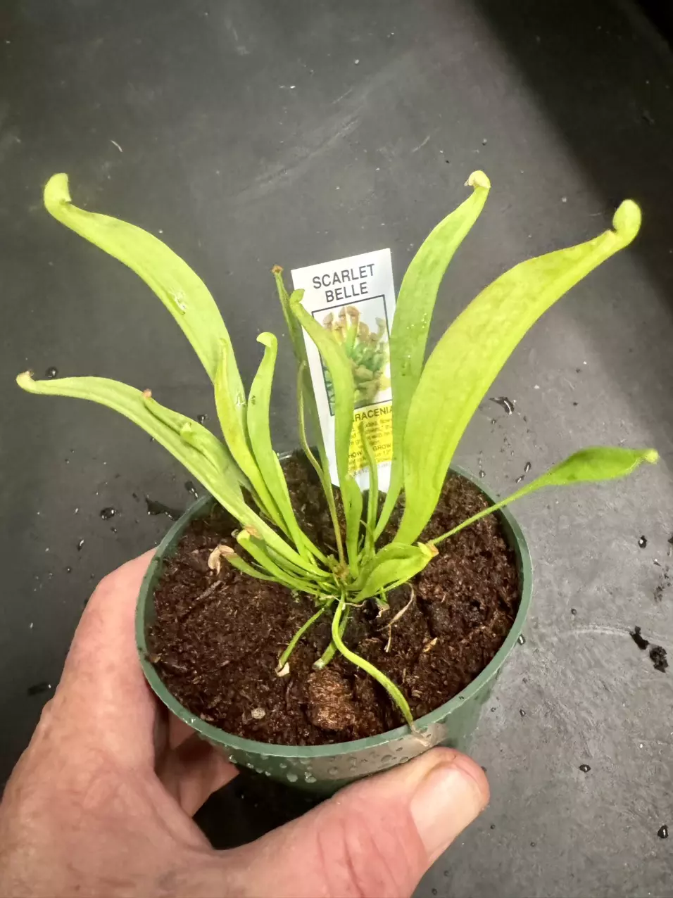 Sarracenia Scarlet Belle aka Hooded Pitcher Plants thumbnail