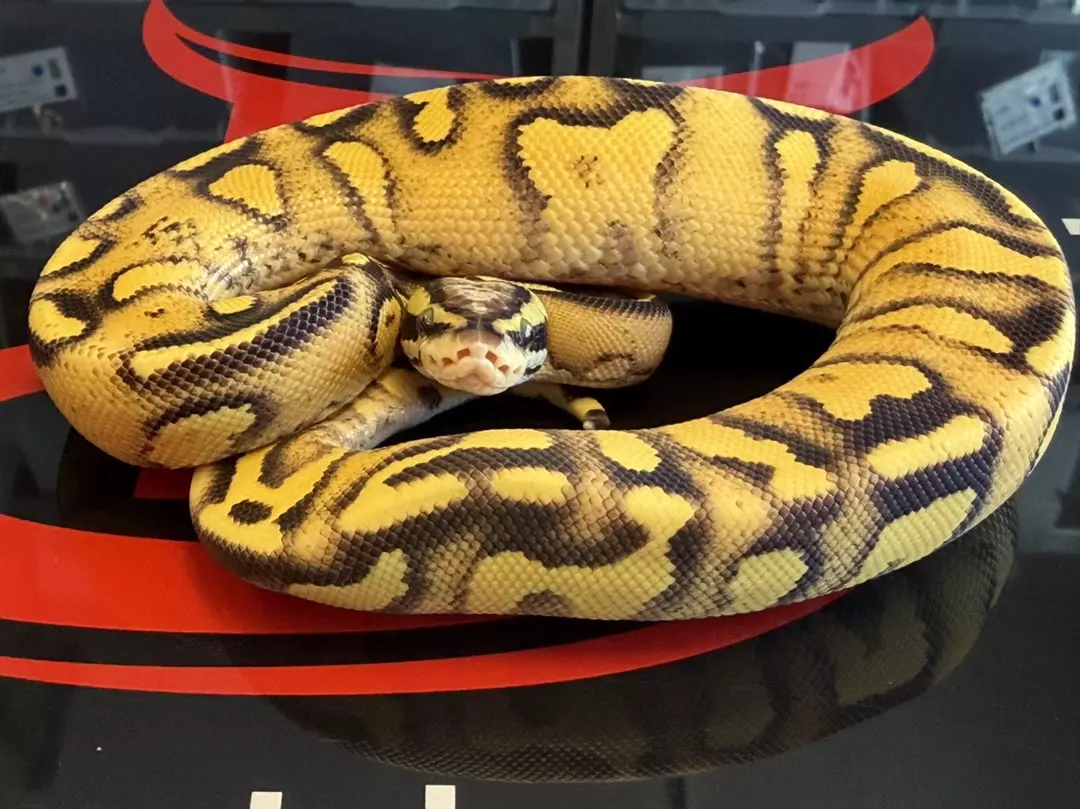 Hurricane Enchi Pastel Vanilla Yellowbelly Het Clown thumbnail