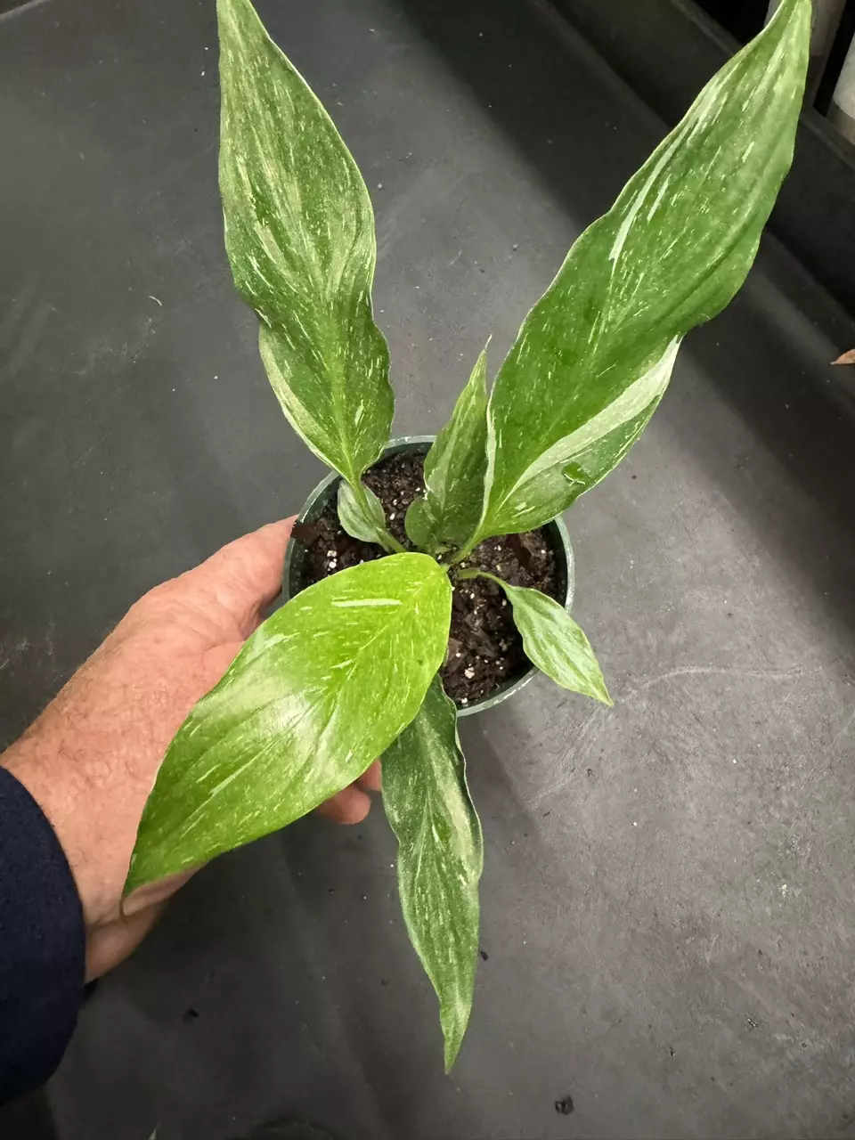 Spathiphyllum ‘Jet Diamond’ aka Variegated Peace Lily thumbnail