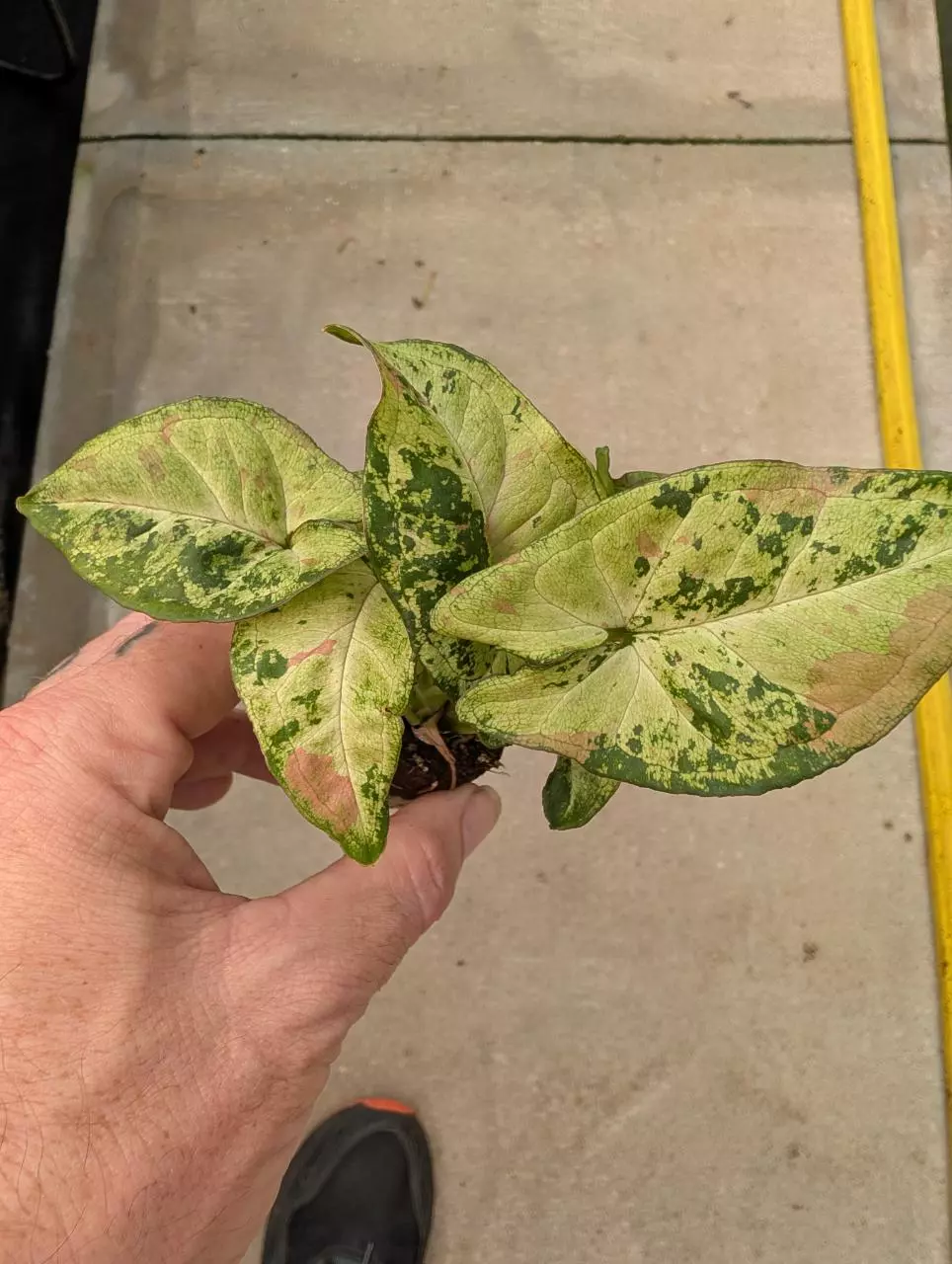 Syngonium Confetti! thumbnail