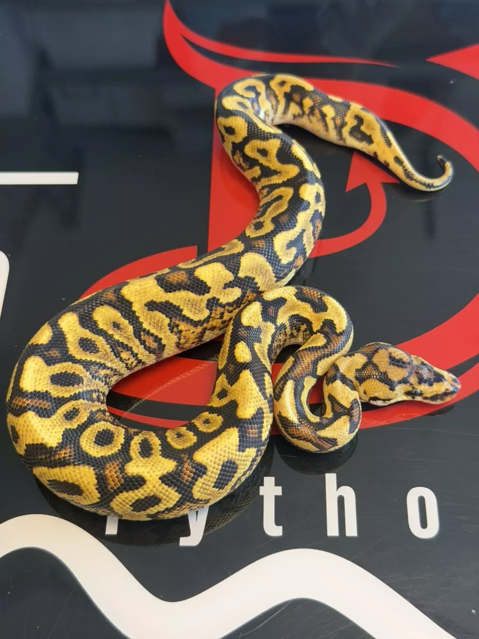 Spotnose Yellowbelly Dbl Het Clown & Cryptic thumbnail