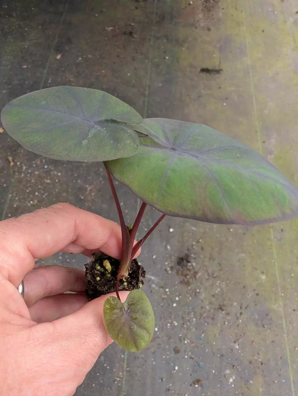 COLOCASIA Kona Coffee thumbnail