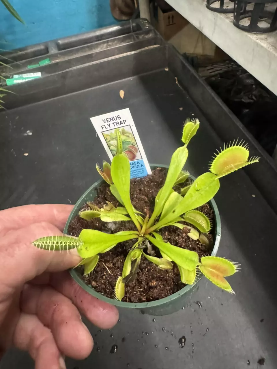Dionaea Muscipula aka Venus Fly Trap thumbnail