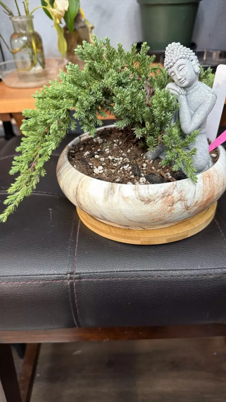 BONSAI JUNIPER thumbnail