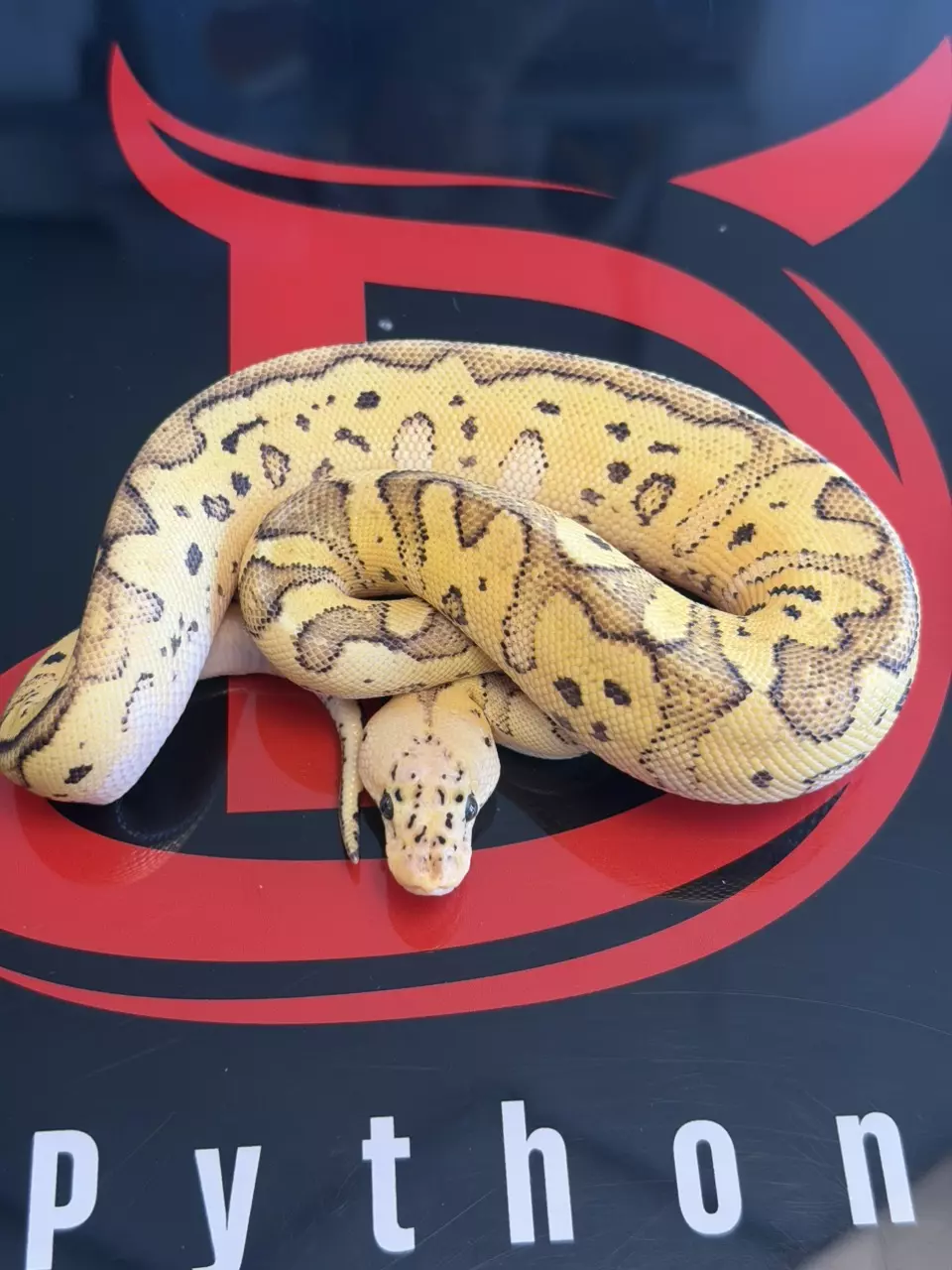 Spotnose Yellowbelly Firefly Clown thumbnail