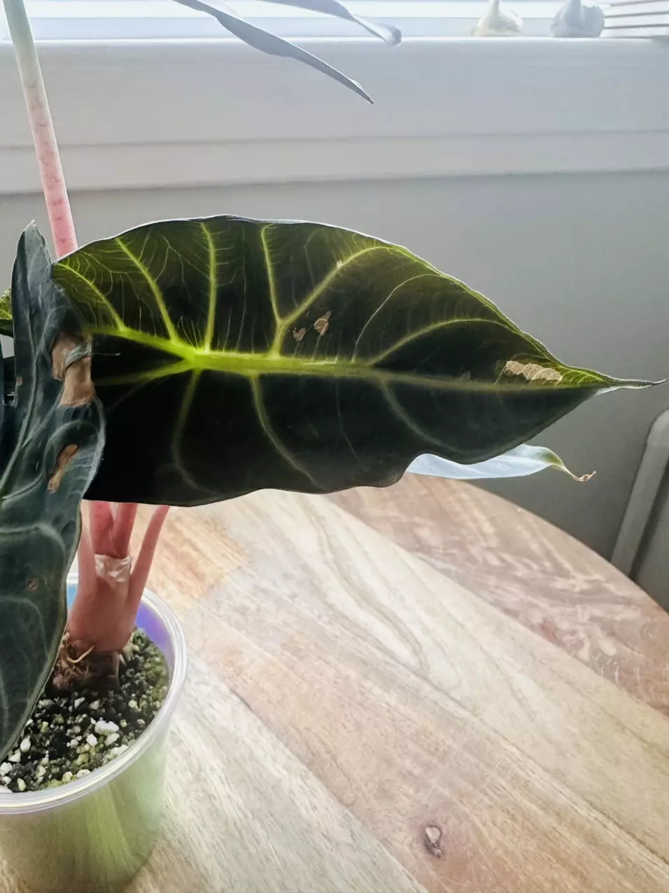 Alocasia Pink Dragon Albo/Pink *Low Variegation* Mother Plant thumbnail
