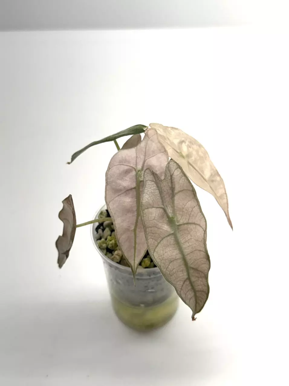 Pink polly ghost thumbnail