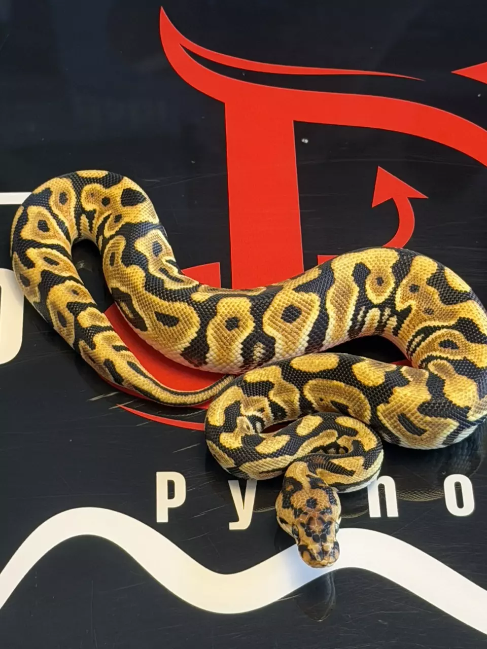 Spotnose Orange Dream Dbl Het Clown & Cryptic thumbnail