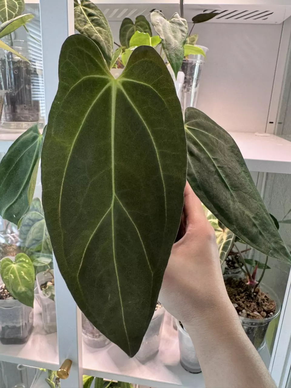 Anthurium Carla x Portillae thumbnail