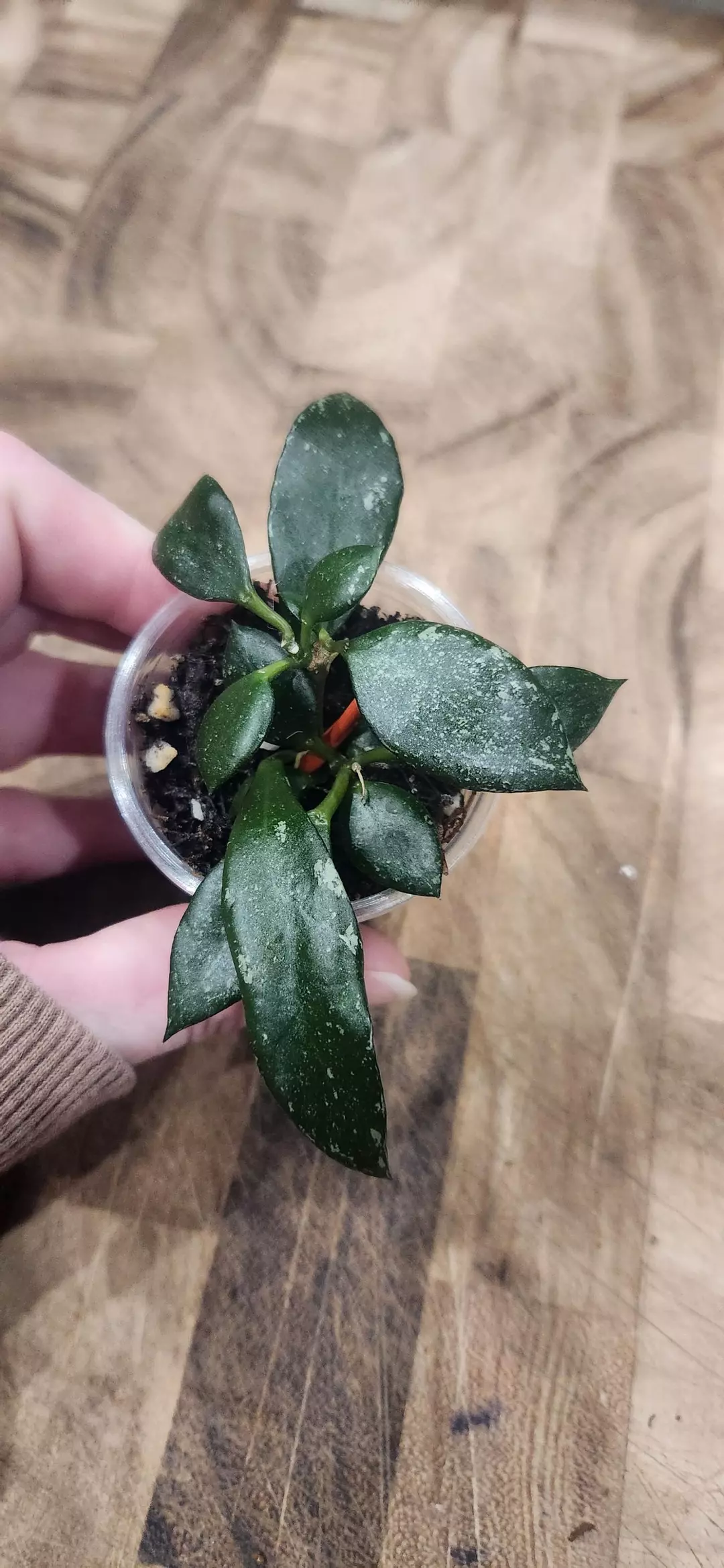 777 Lacunosa SP Cianjur thumbnail