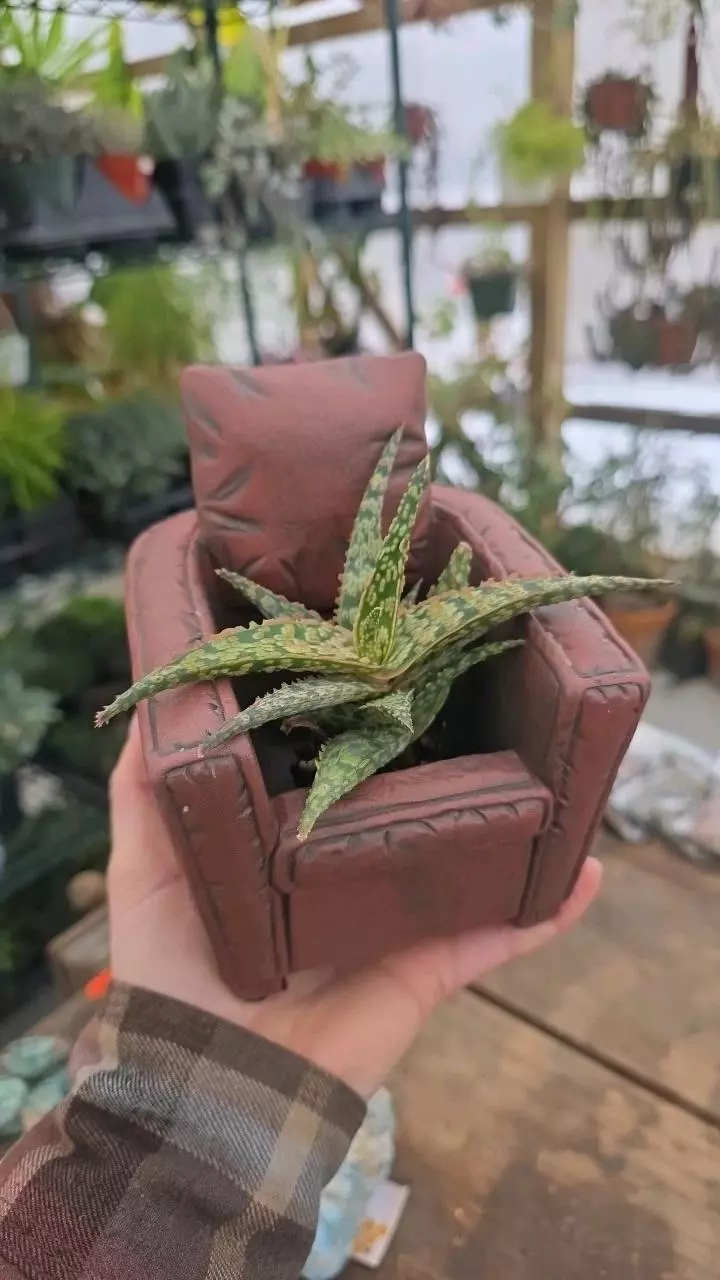 Red Chair Cement Planter thumbnail