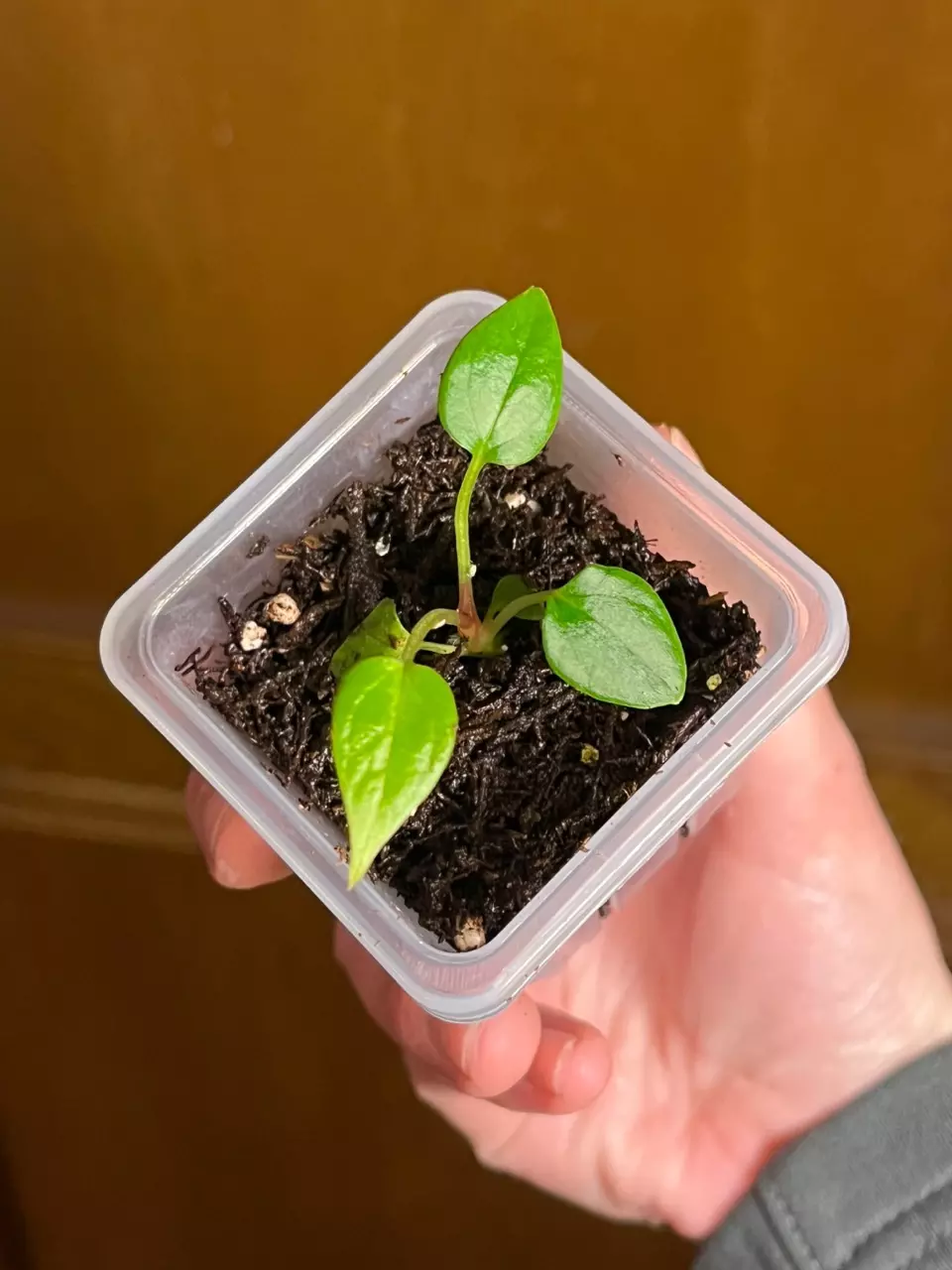 NSE Port Clone thumbnail