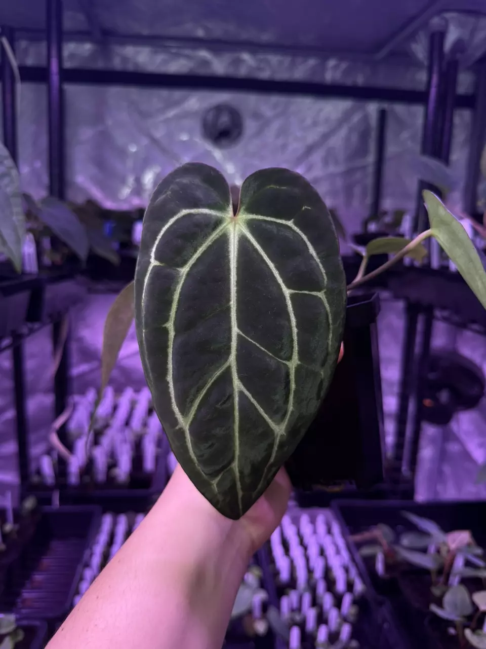 (#179) carlablackiae x “Heinz” by Granthuriums thumbnail