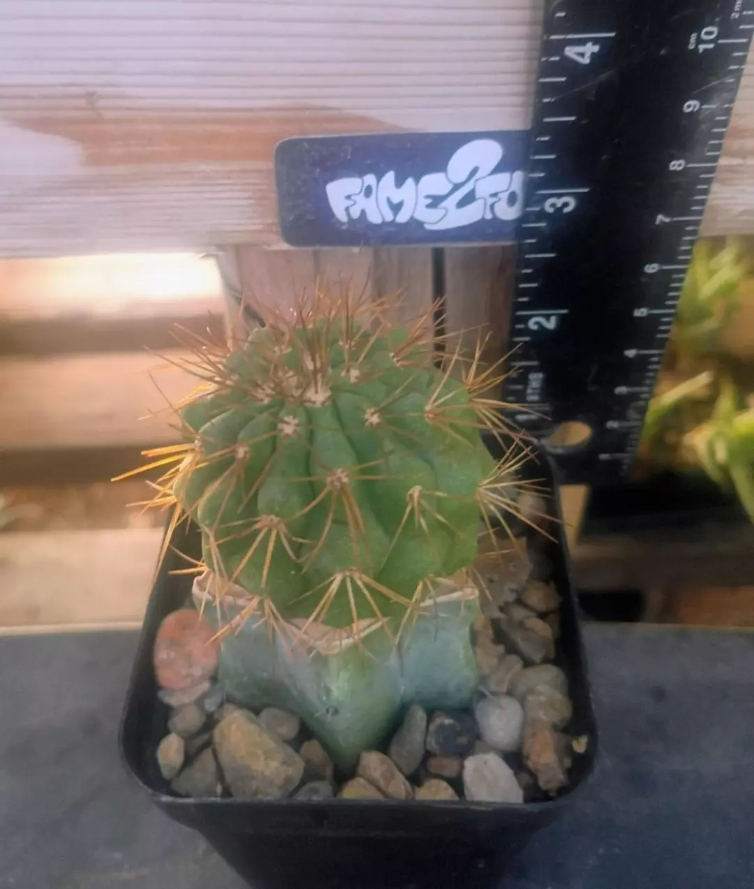 Copiapoa Columna-Alba 'JN-1681' Cactus thumbnail