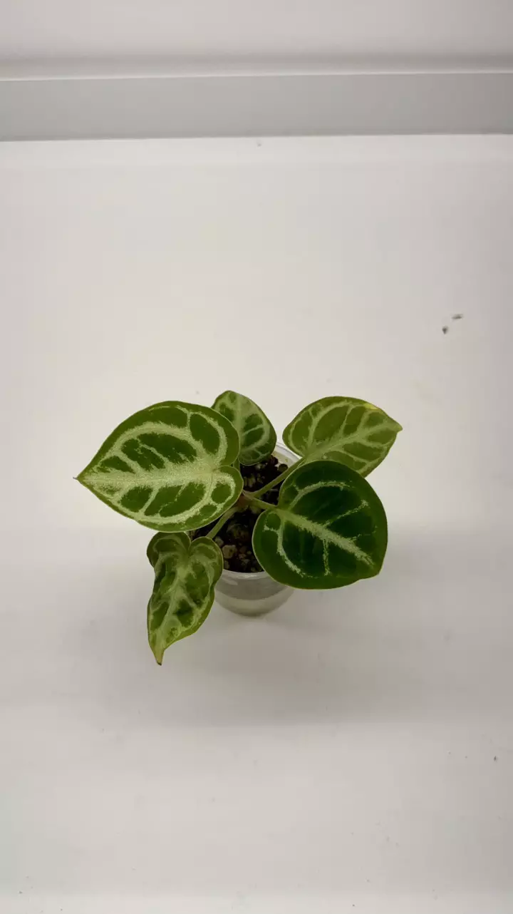 Anthurium dorayaki #01 thumbnail