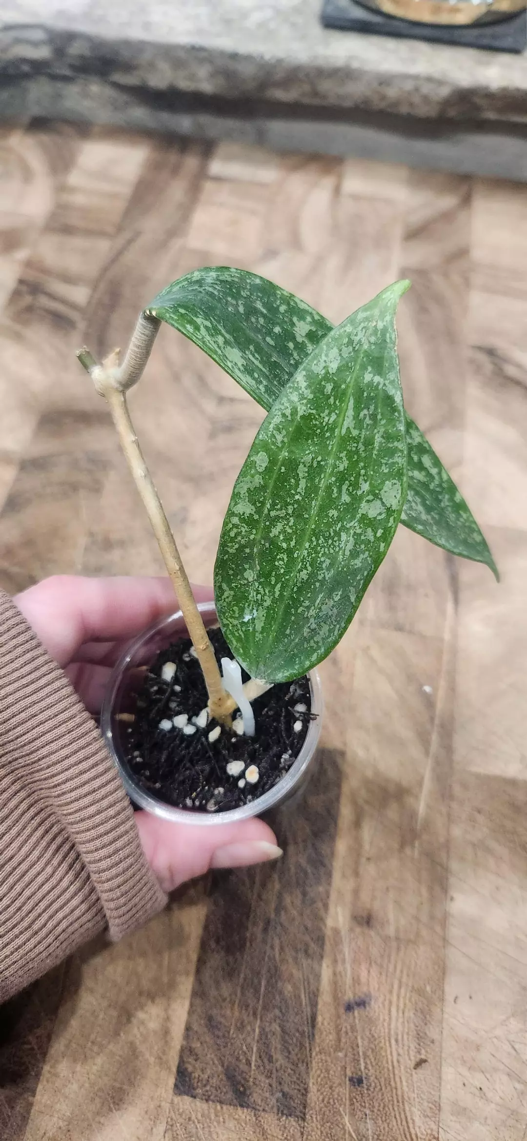 778 Rangsan Splash thumbnail