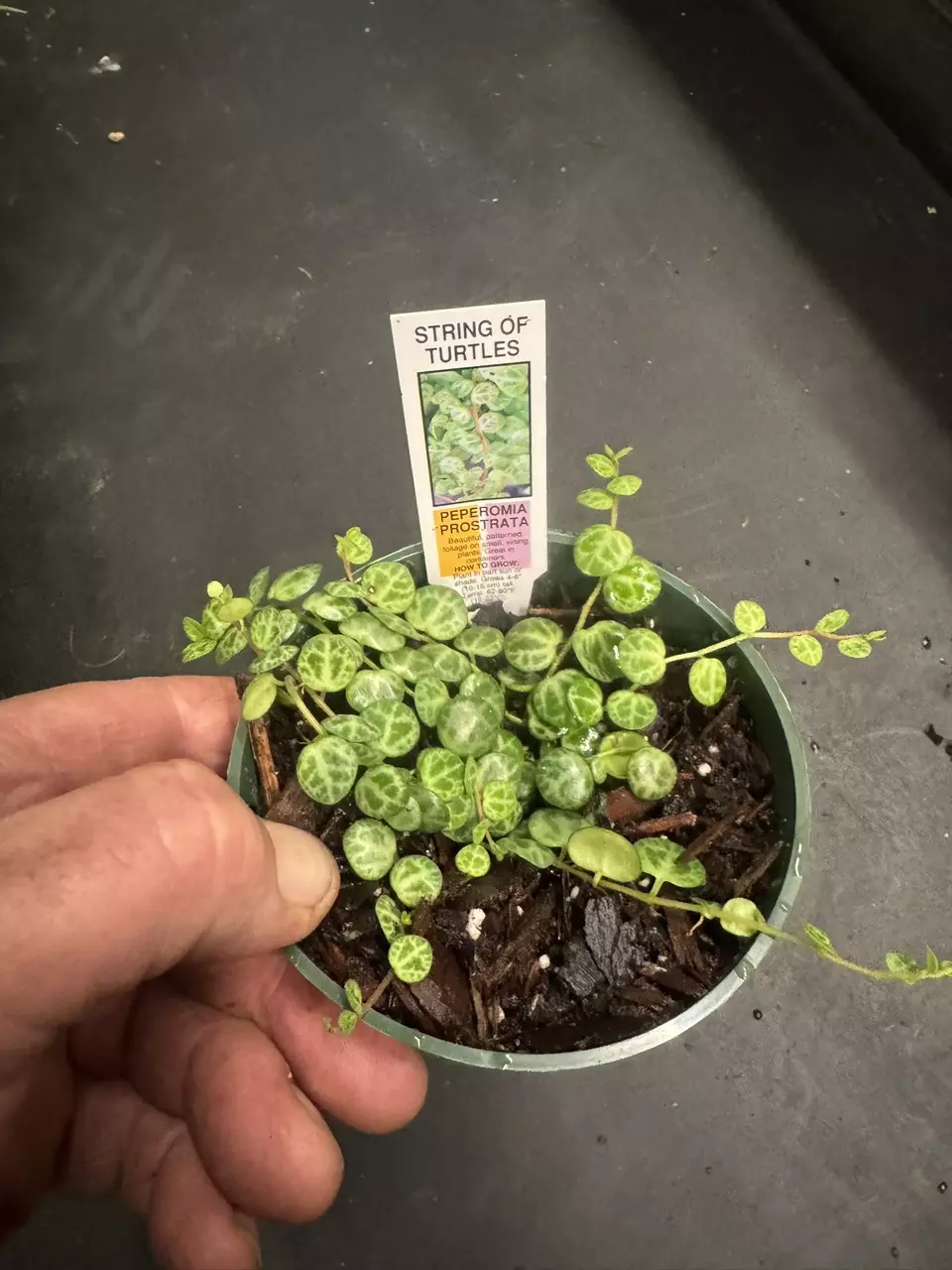Peperomia Prostrata aka String of Turtles thumbnail