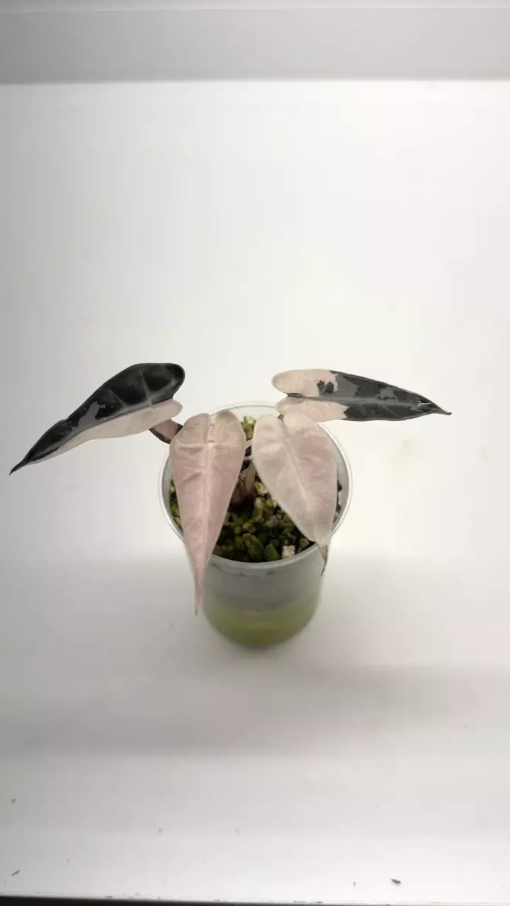 Pink bambino thumbnail