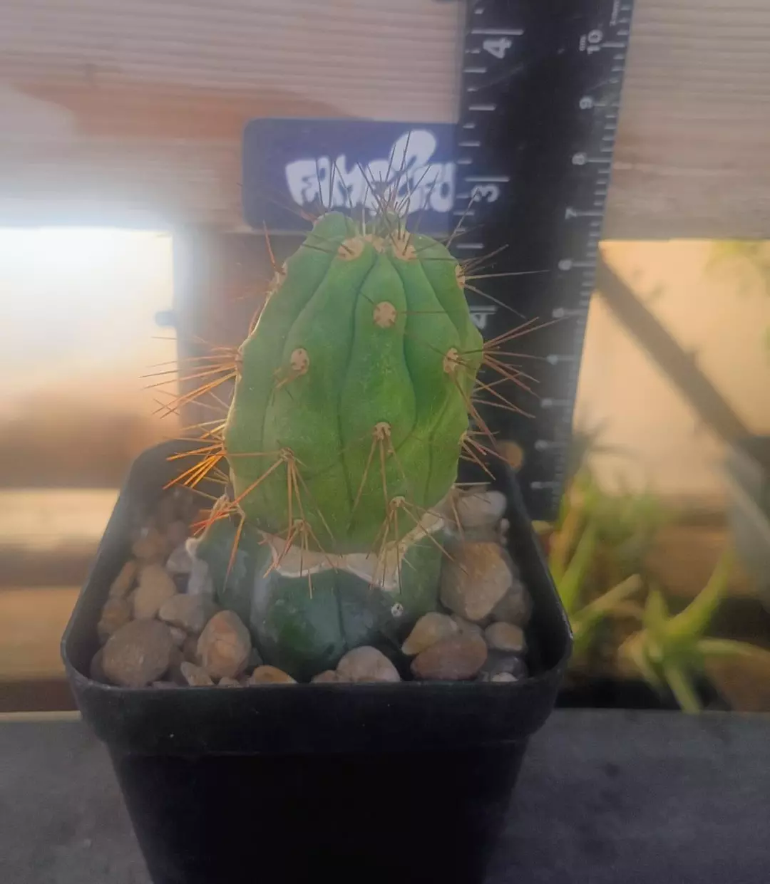 Copiapoa Columna-Alba 'JN-1681' Cactus thumbnail