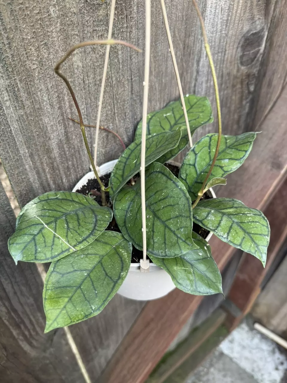 Hoya callistophylla ‘Dark Green’ 6” hanging pot #2 thumbnail