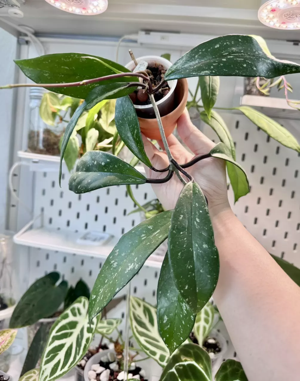 Hoya Publicalyx Royal Hawaiian Purple thumbnail