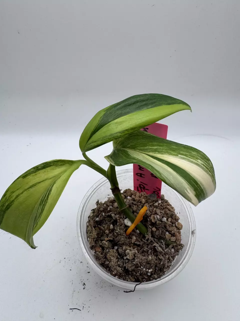 Epipremnum Amplissimum Aurea 0516 thumbnail