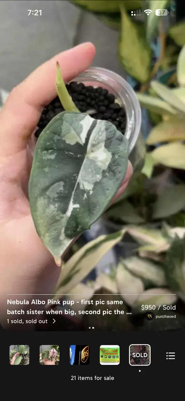 Nebula Albo Pink exact pup - custom listing thumbnail