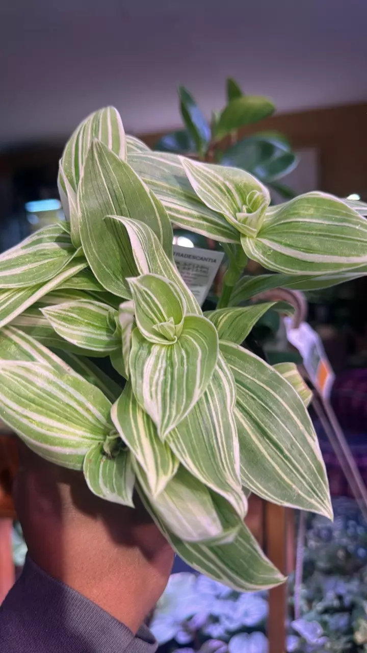 Tradescantia albiflora 'Pistachio White' thumbnail
