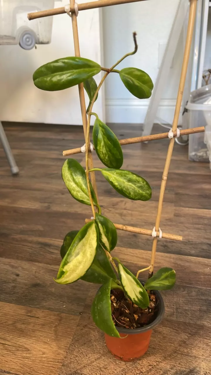 Hoya Incrassata Moonshadow #2 thumbnail