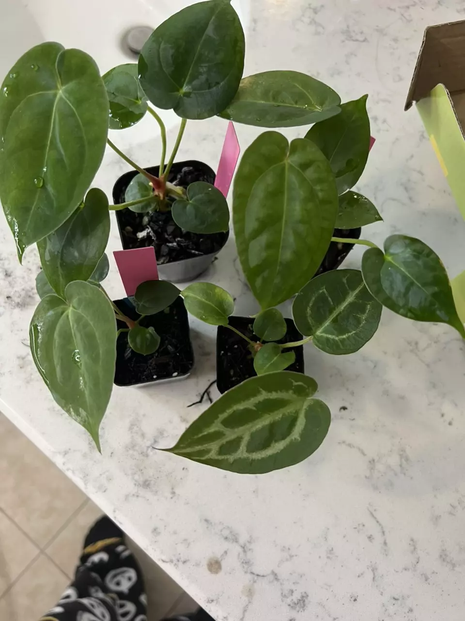 Anthurium Doc Block Brielle Zara x Tezula AOS Red Crystal thumbnail