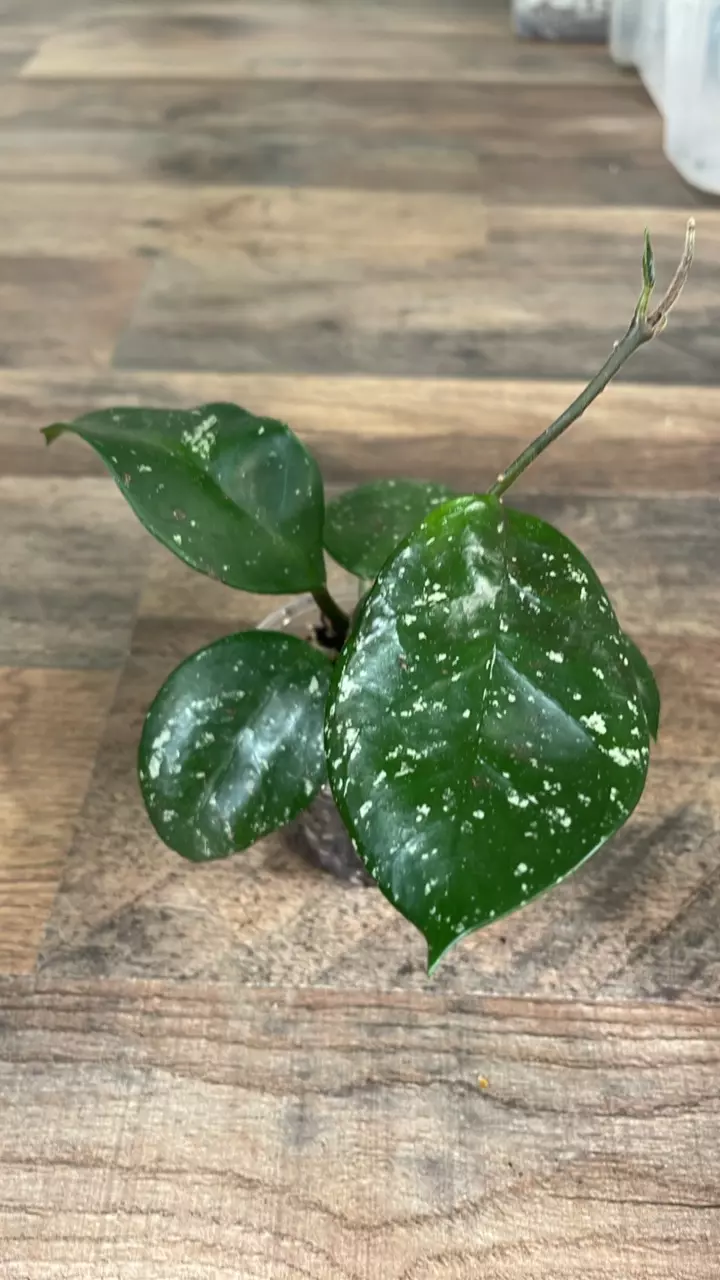 Hoya Carnosa Freckles Splash #2 thumbnail