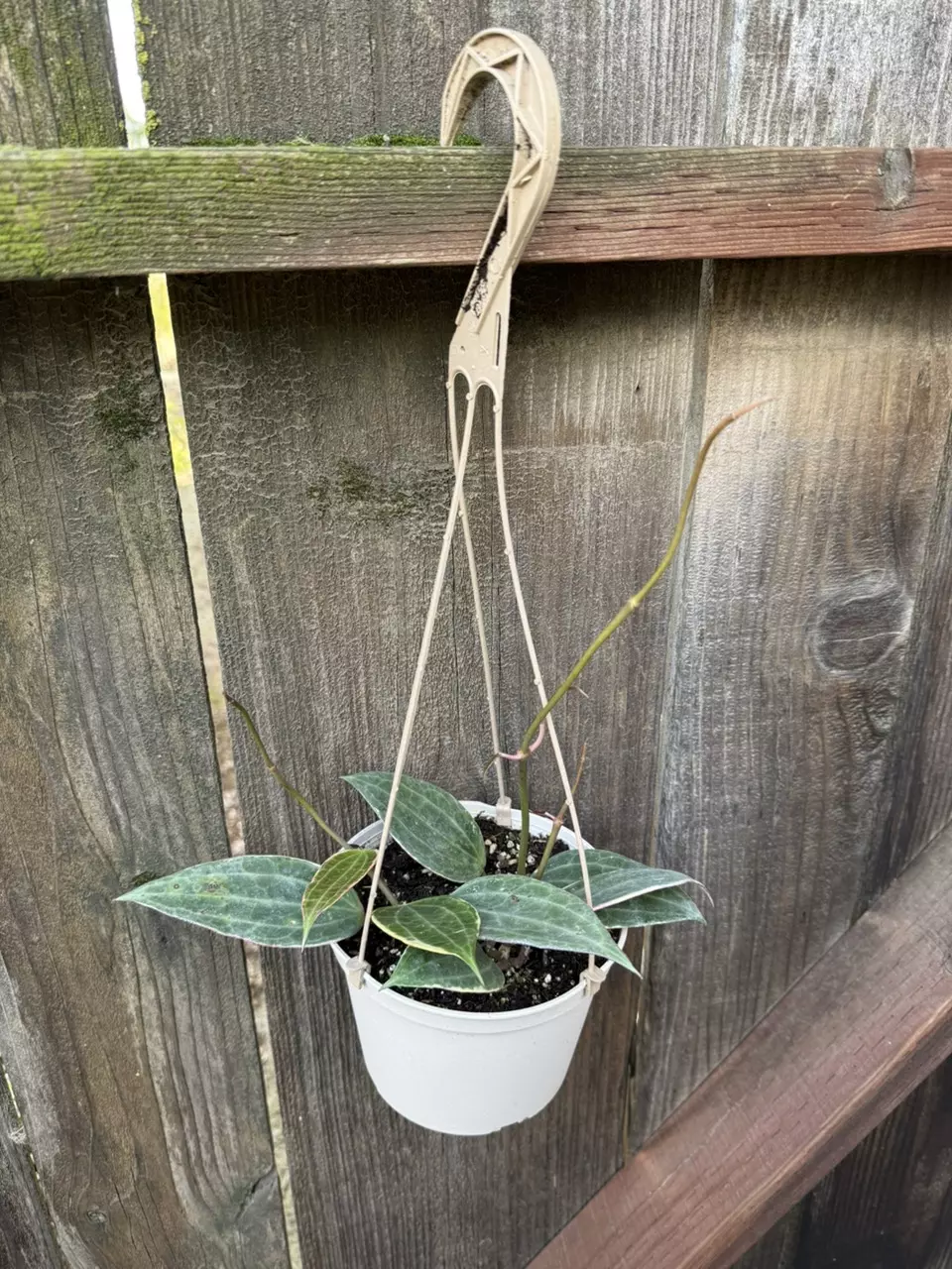 Hoya macrophylla albomarginata 6” hanging pot #1 thumbnail