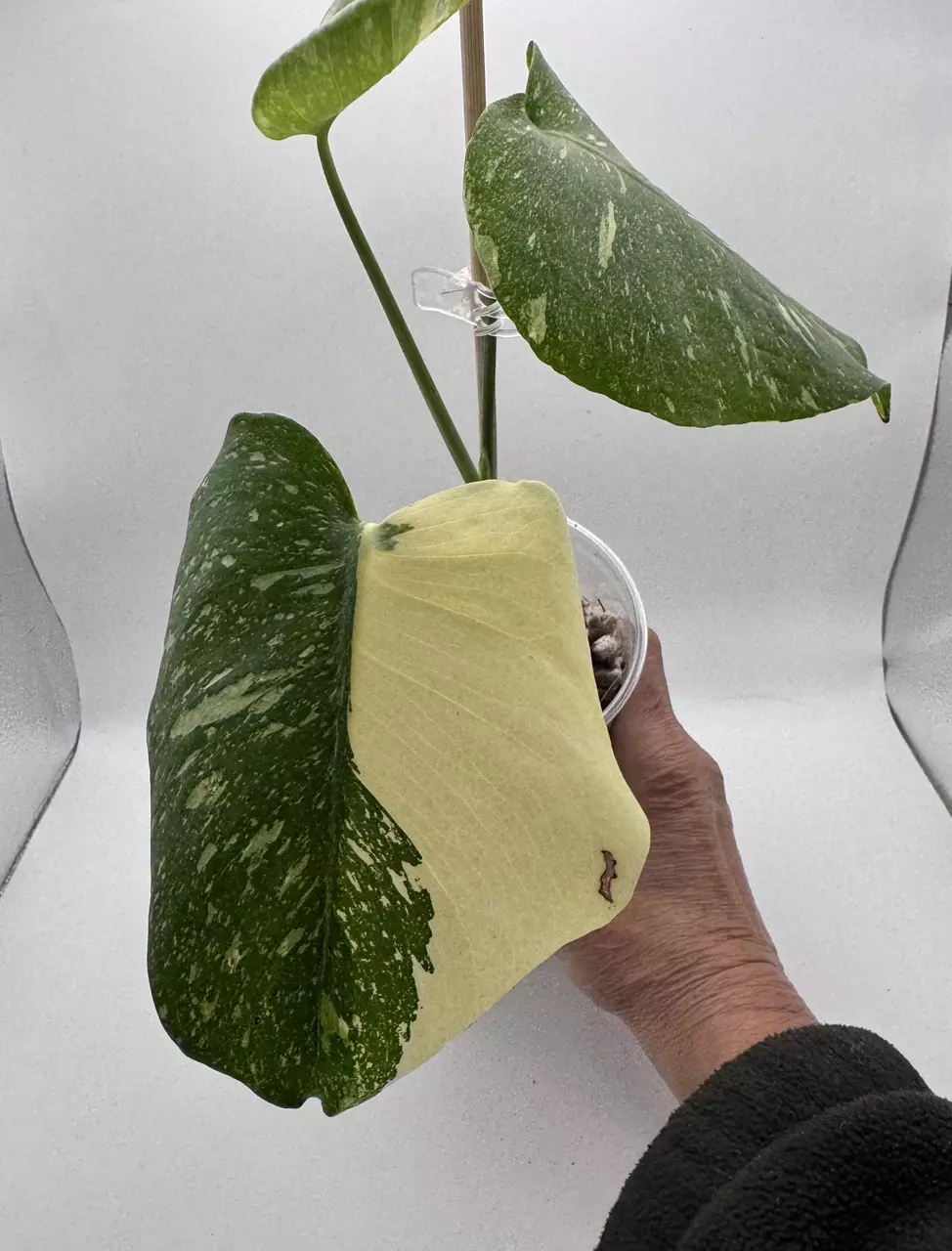 Monstera Creme Brulee 0519 thumbnail