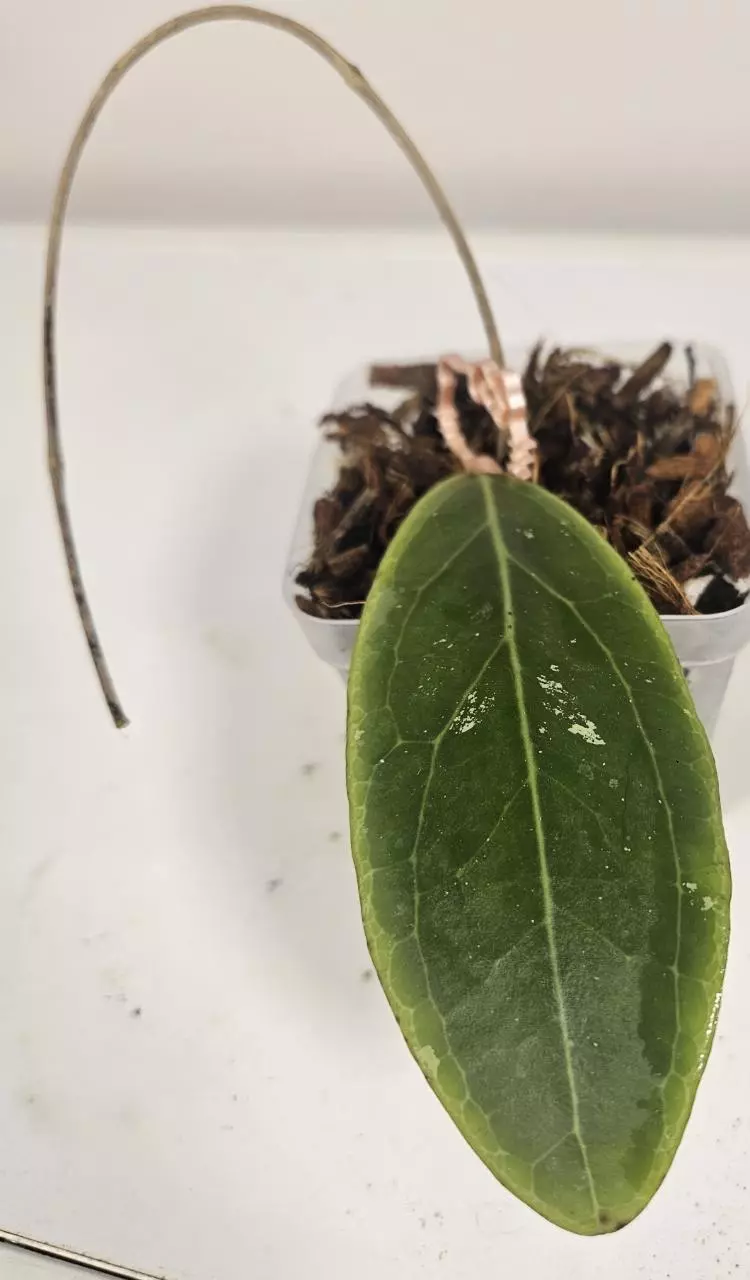 Hoya Rintzii Borneo thumbnail