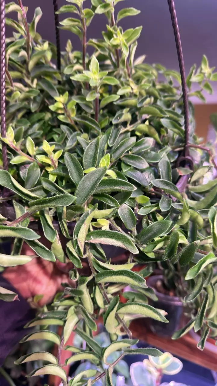 Twister Lipstick Plant thumbnail