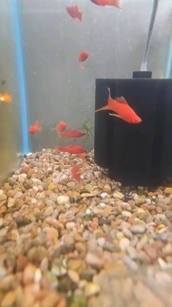 Vampire swordtails thumbnail