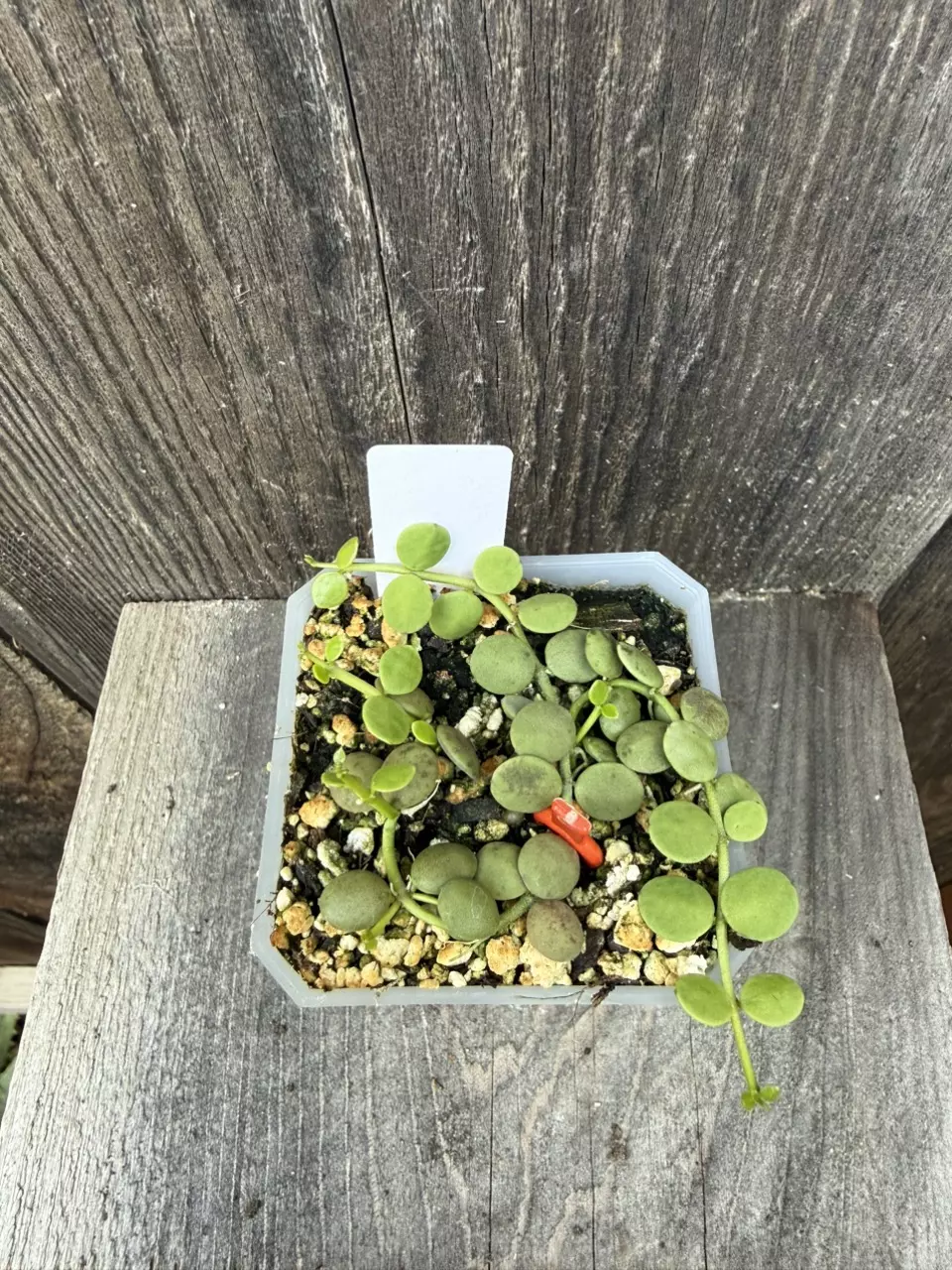 Dischidia nummularia thumbnail