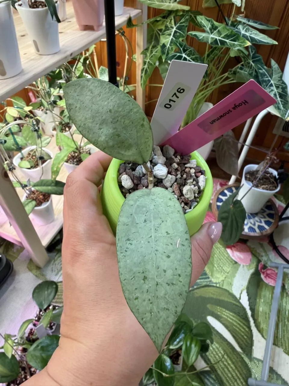 0176 Hoya Snowmman thumbnail