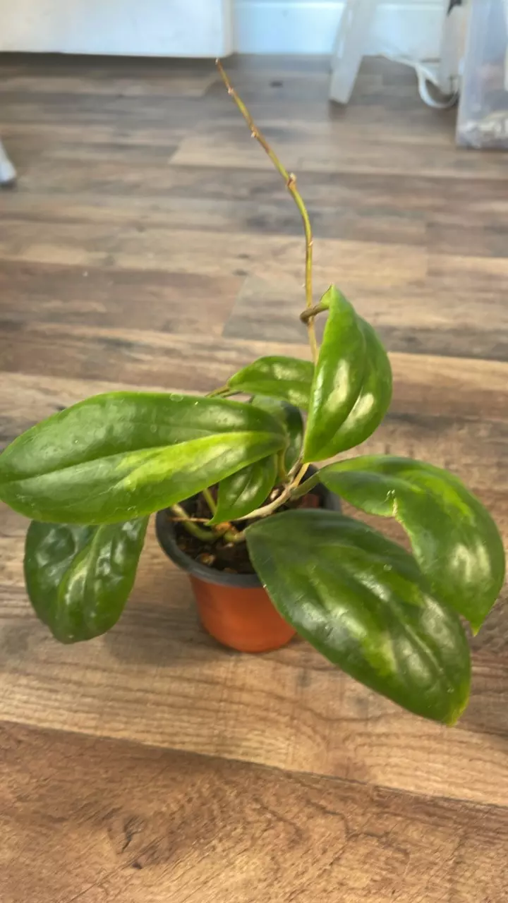 Hoya Incrassata ‘Moonshadow’ – Rare Variegated Hoya 🌙 #1 thumbnail