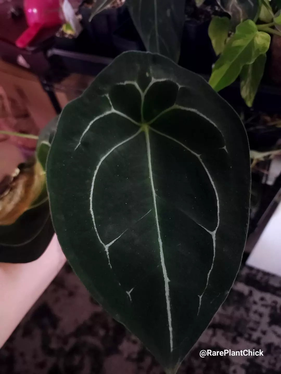 Medusa wannabe DF Forgetii Flowering size 0328 thumbnail