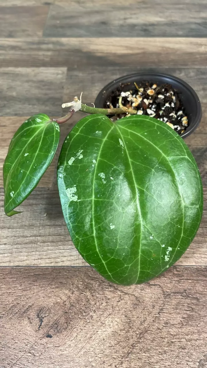 Hoya Sulawesi GPS 8867 #2 thumbnail