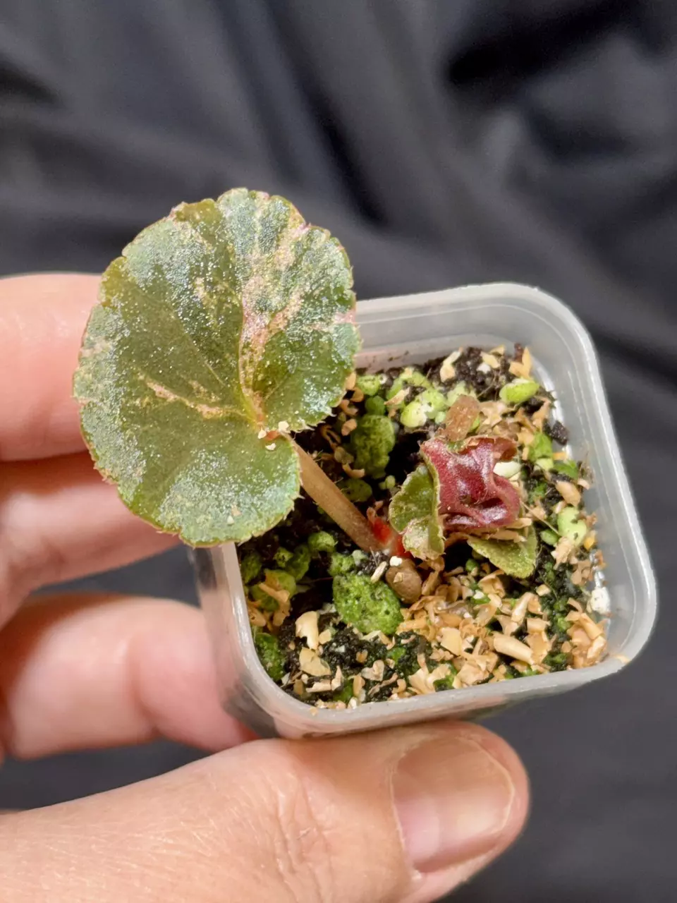 701 - Pink Cucullata Begonia thumbnail